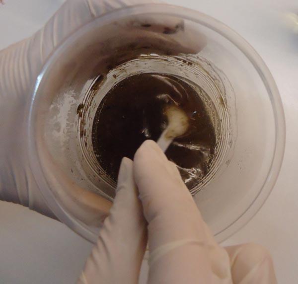 Hacer jabón de Alga Fucus. Hacer jabón de Alga Fucus.