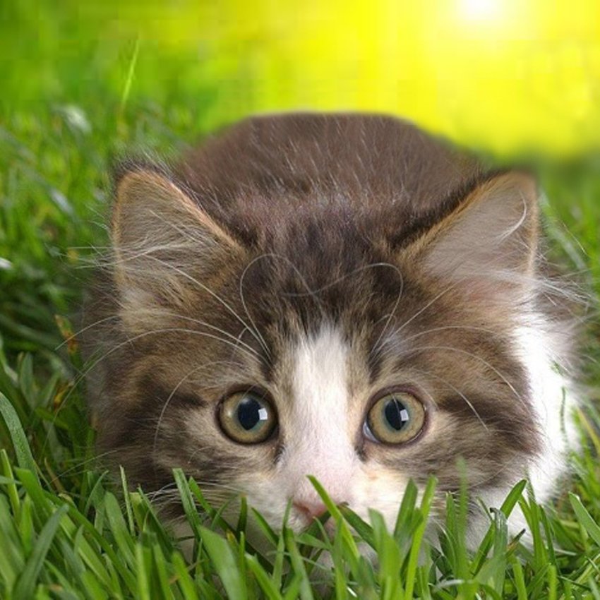 Mantener a gatos alejados