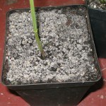 Eliminar Hongos en la Tierra