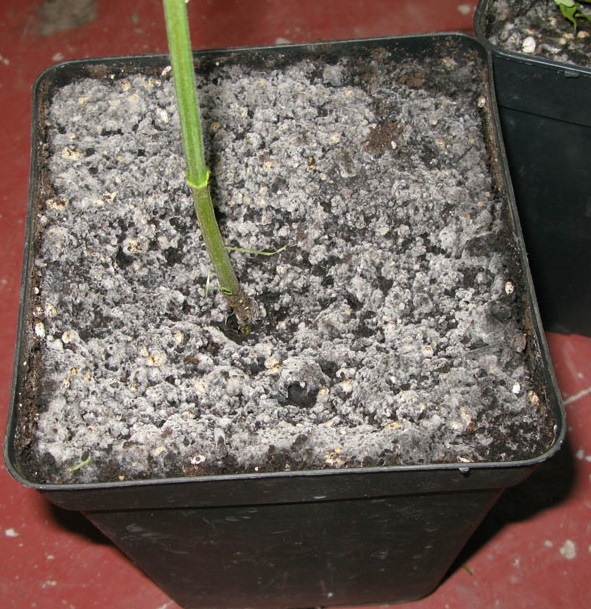 Eliminar Hongos en la Tierra